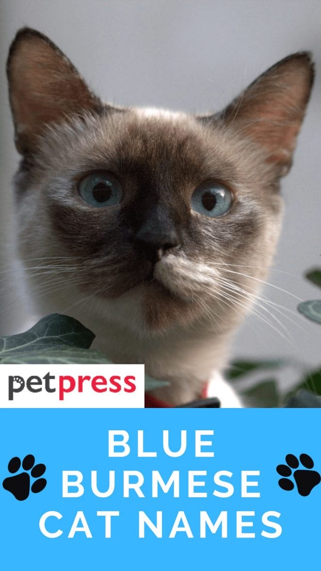 blue-burmese-cat-names