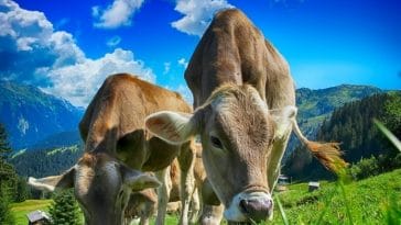 brown cow names for naming a cow