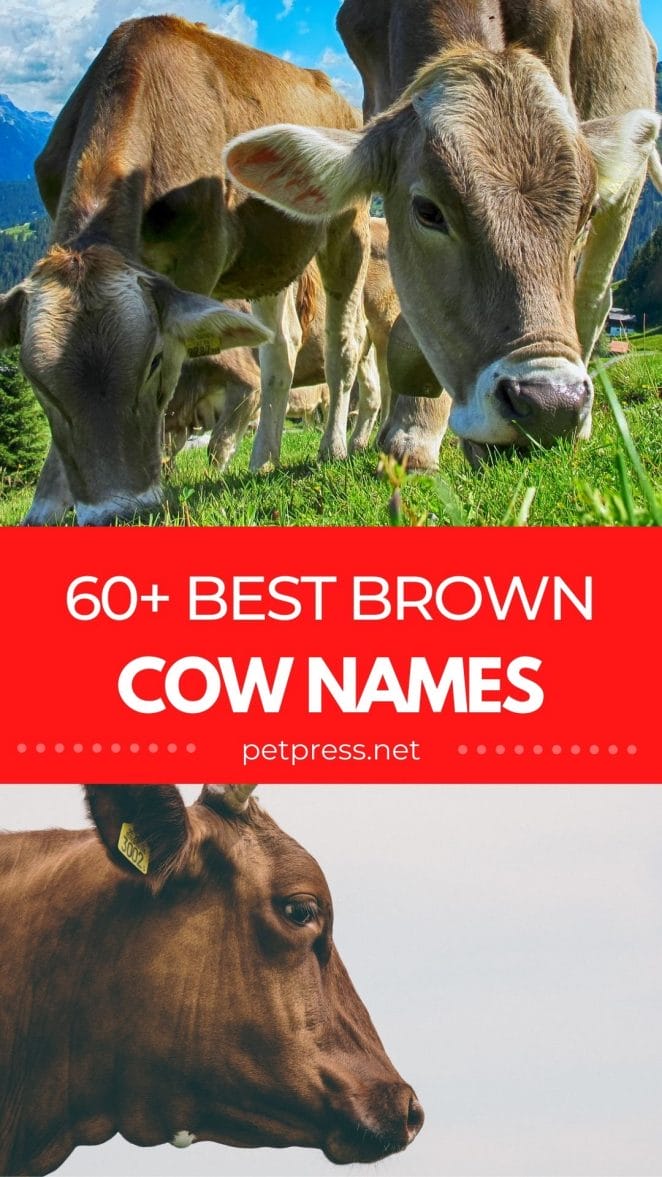 brown cow names for naming a brown cow