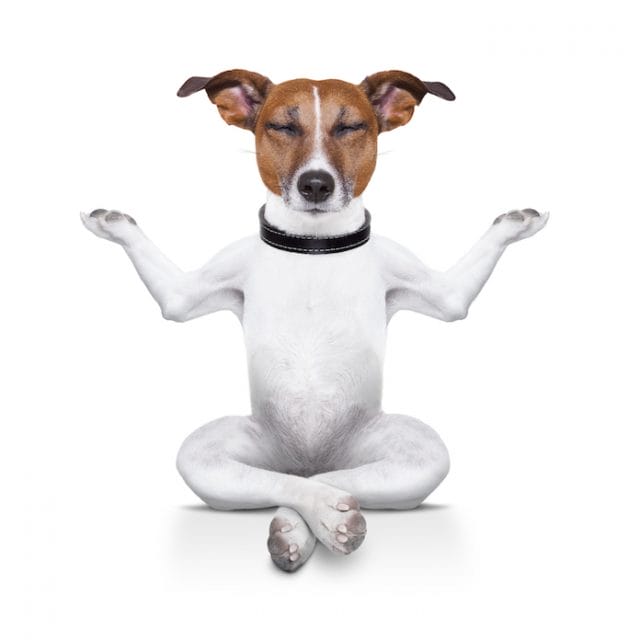 Top 20+ Buddhist Dog Names Interesting Buddhist Names With Meanings