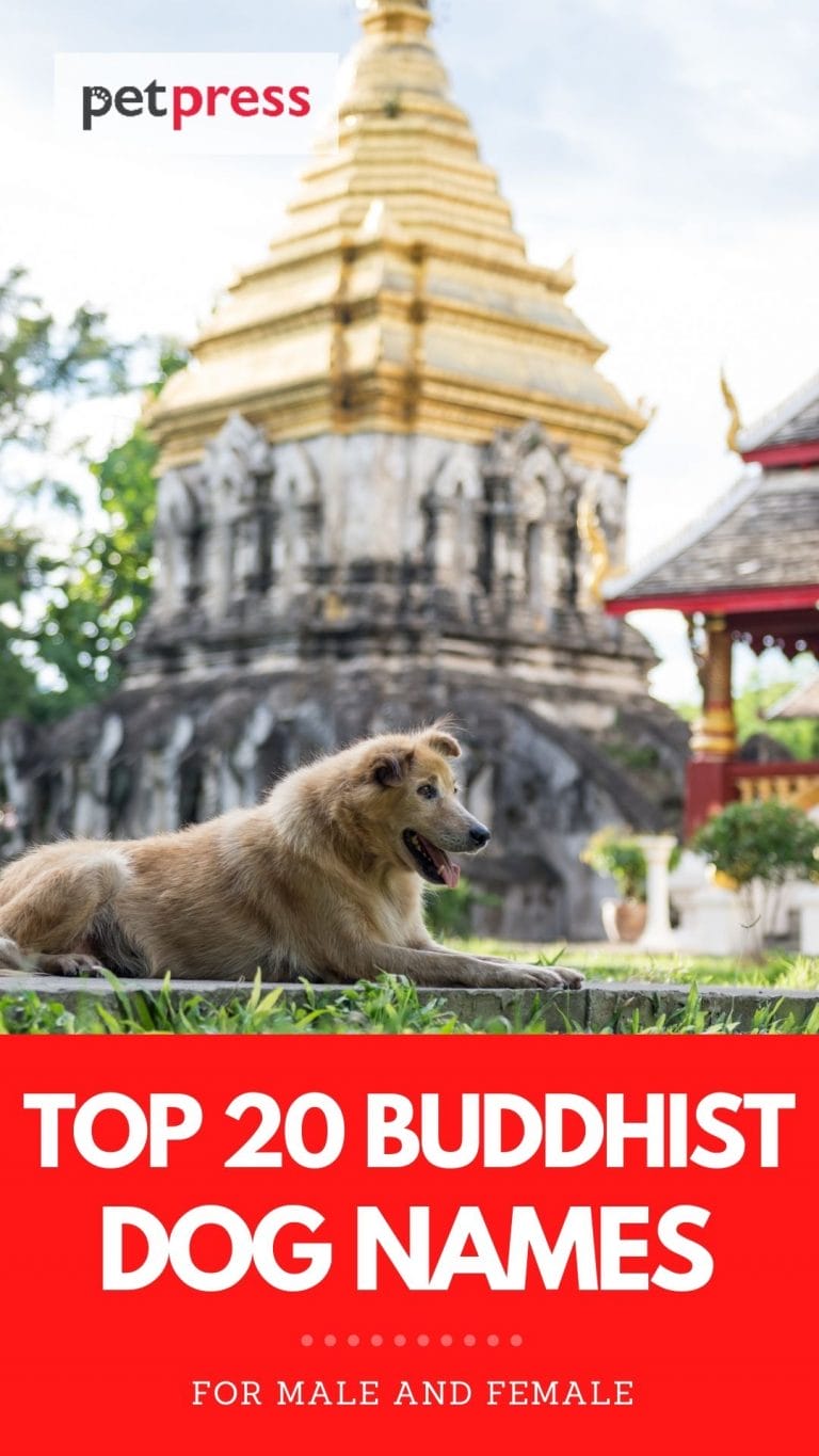 Top 20+ Buddhist Dog Names Interesting Buddhist Names With Meanings