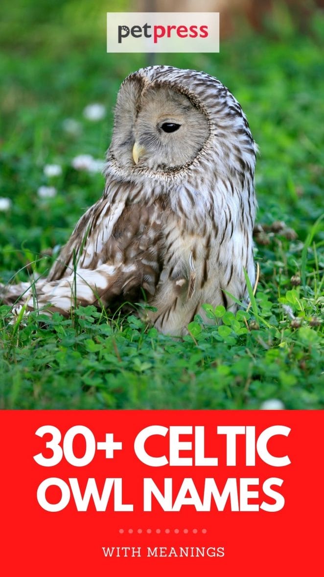 celtic owl names for naming an owl
