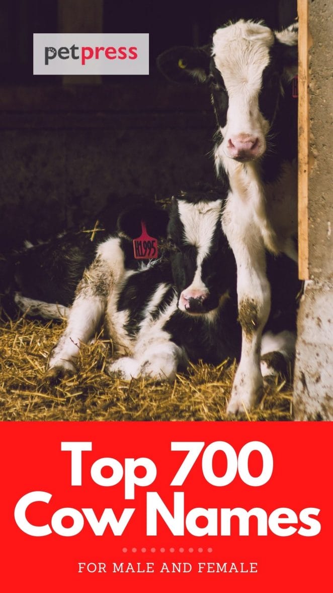 Cow Names The 700 Most Popular Names For Cows cow-names-the-700-most-popular-names-for-cows