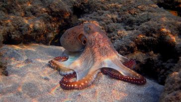cute octopus names 2