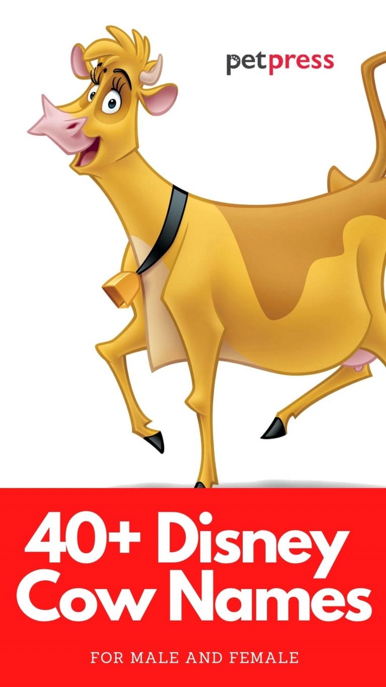 40+ Disney Cow Names Cow Names From Disney Movies & Cartoons