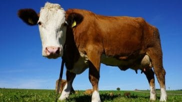 famous cow names for naming a cow