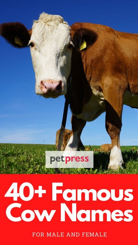 40+ Famous Cow Names Cow Names From Cartoons, Movies, And More