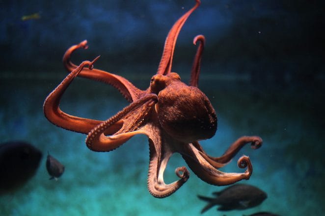 famous octopus names