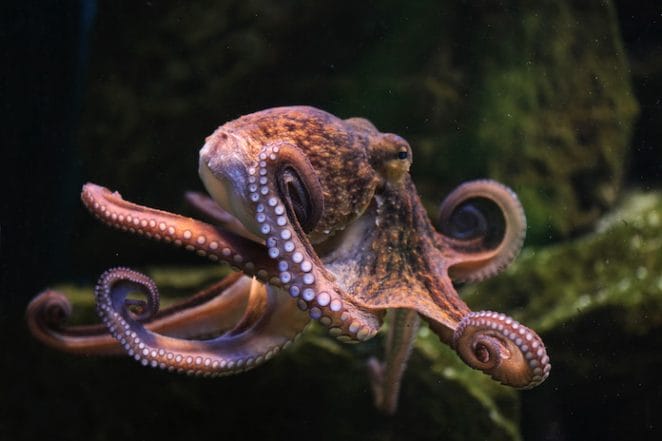 female names for naming octopus