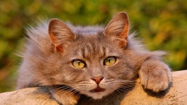 female-urdu-cat-names