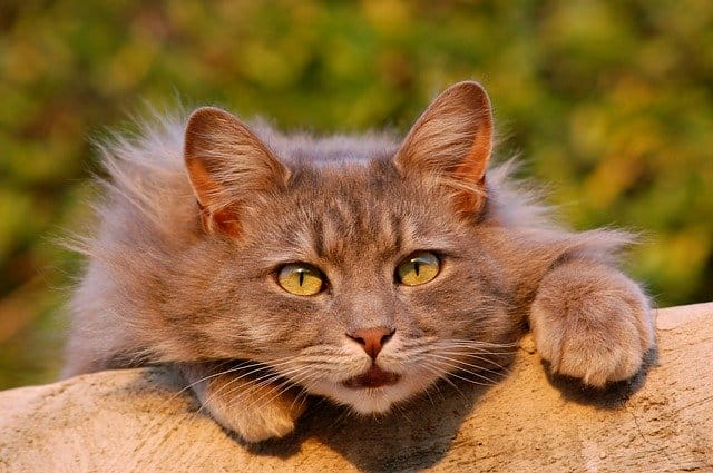 260+ Urdu Cat Names - Unique Cat Name Ideas With Meanings 260+ Urdu Cat Names - Unique Cat Name Ideas With Meanings