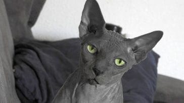 funny-male-sphynx-cat-names