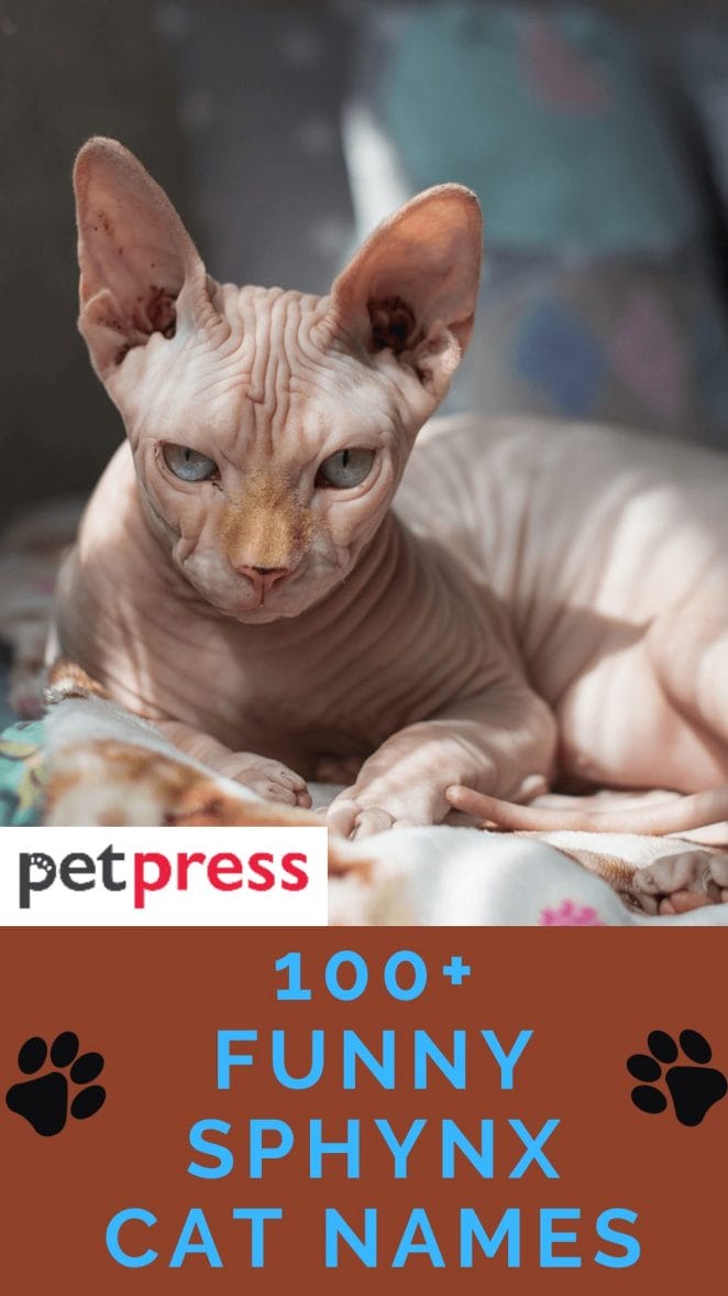 funny-sphynx-cat-names.png