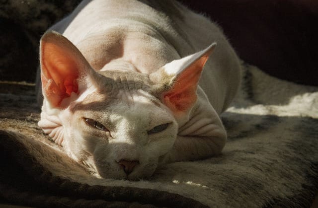 funny-sphynx-cat