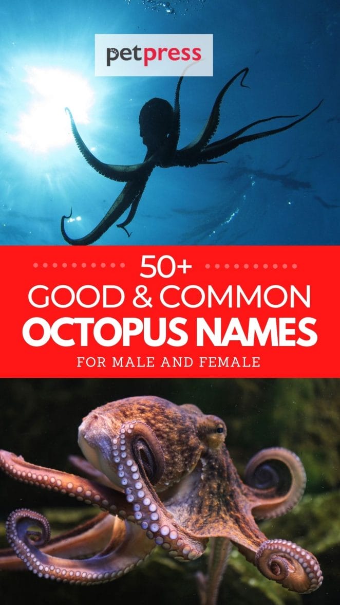 good and common octopus names
