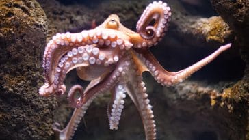 good octopus names