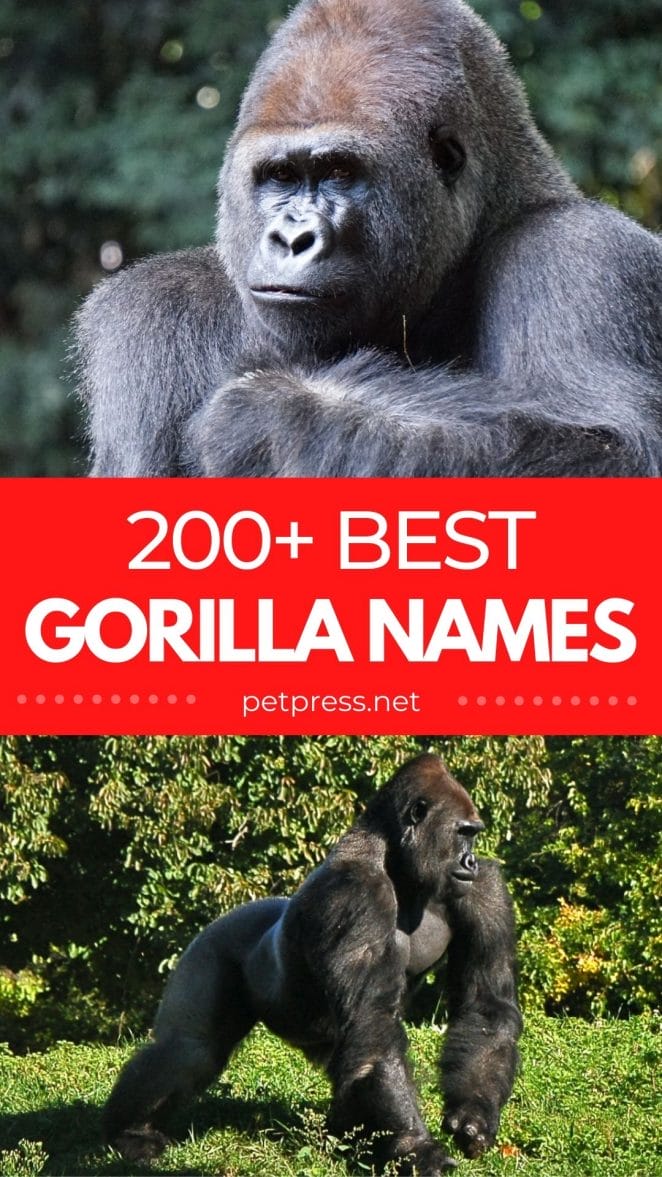 gorilla names for naming a gorilla