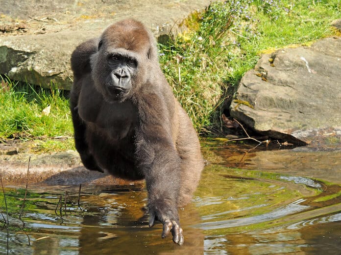 Best Gorilla Names 200+ Good Name Ideas For A Gorilla