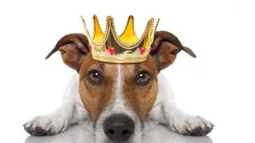 male Hebrew dog names