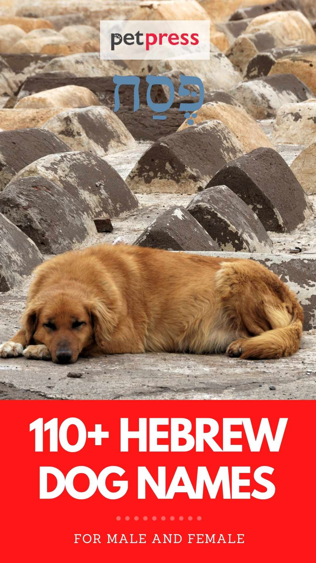 hebrew-dog-names-110-male-female-dog-names-in-hebrew