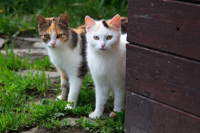 indian-brother-sister-cats