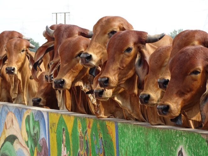indian cow names