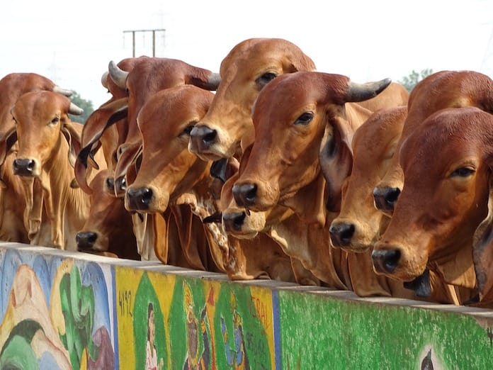 130 Indian Cow Names With Meanings Cow Names In Hindi Tamil Etc cow-names-the-700-most-popular-names-for-cows
