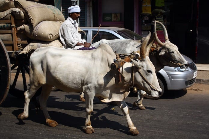 indian cow names