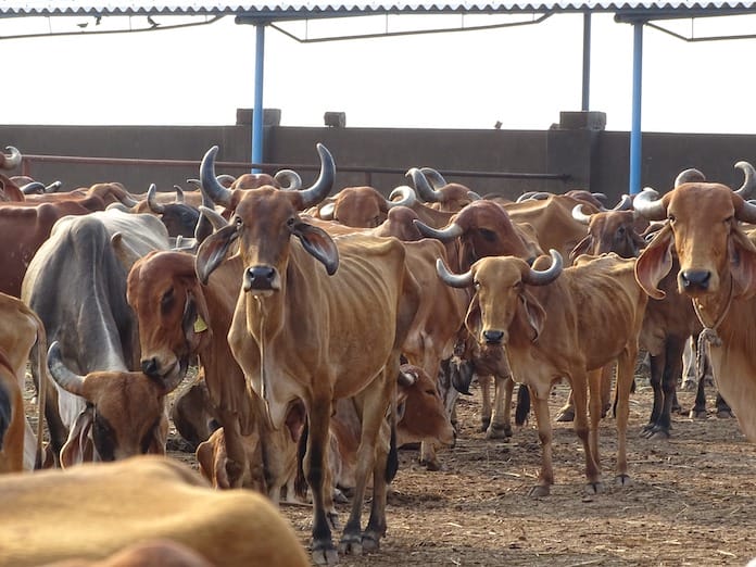 indian cow names