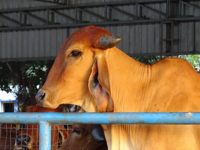 indian cow names