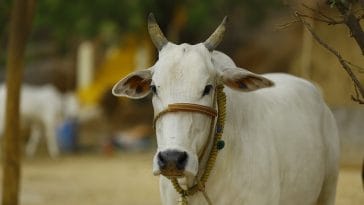 indian cow names for naming a cow
