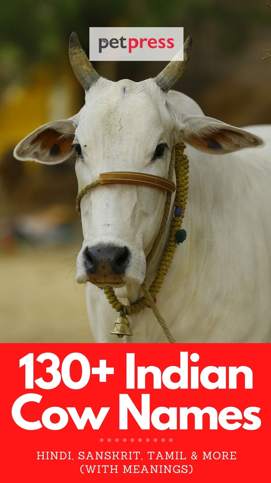 Indian cow names for naming a cow