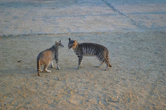 indian-twin-brother-cats