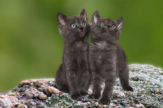 indian-twin-sister-cat-names