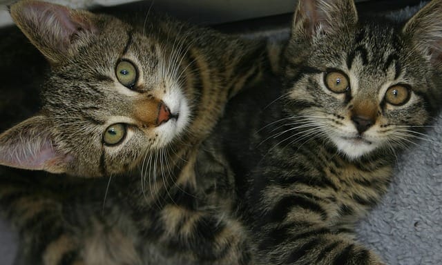 indian-twin-sister-cats