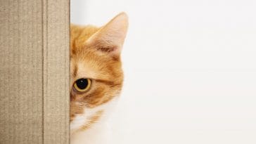 15 Interesting Cat Facts that you need to know