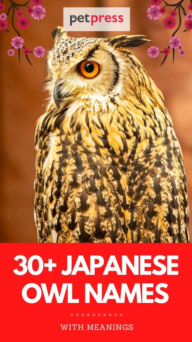 japanese owl names for naming an owl