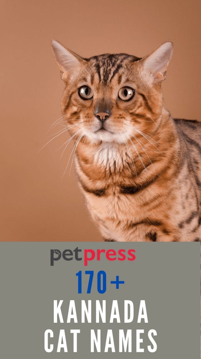 170+ Kannada Cat Names - Unique Cat Name Ideas For your Cats 170+ Kannada Cat Names - Unique Cat Name Ideas For your Cats