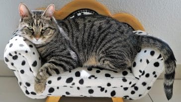 male-ethiopian-cat-names