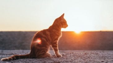 male-hindi-cat-names