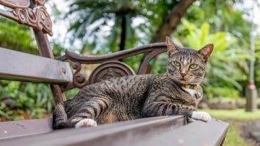 male-indian-cat-names