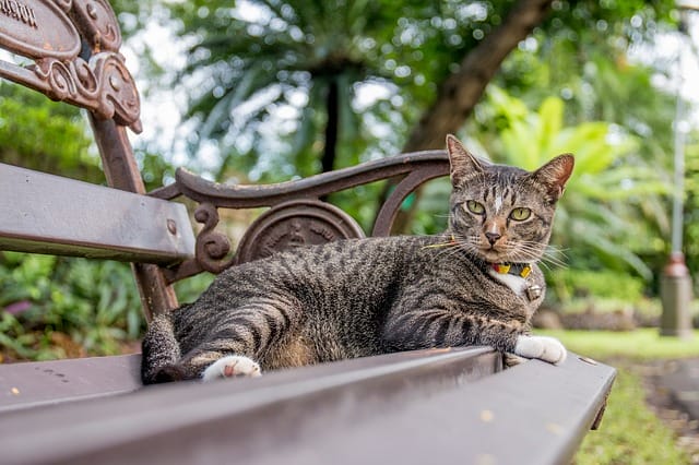 male-indian-cat-names