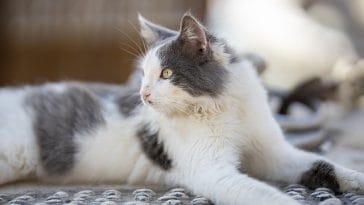 male-kannada-cat-names