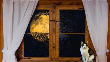 male-lunar-cat-names