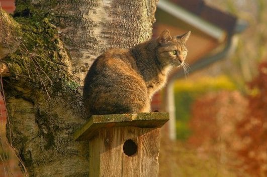 Unique Cat Names Male Marathi