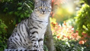 male-pakistani-cat-names