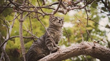 male-punjabi-cat-names