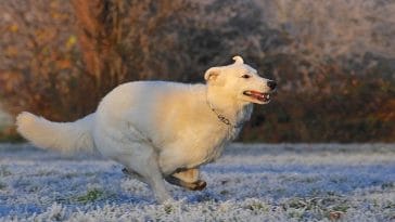 male-sushi-dog-names