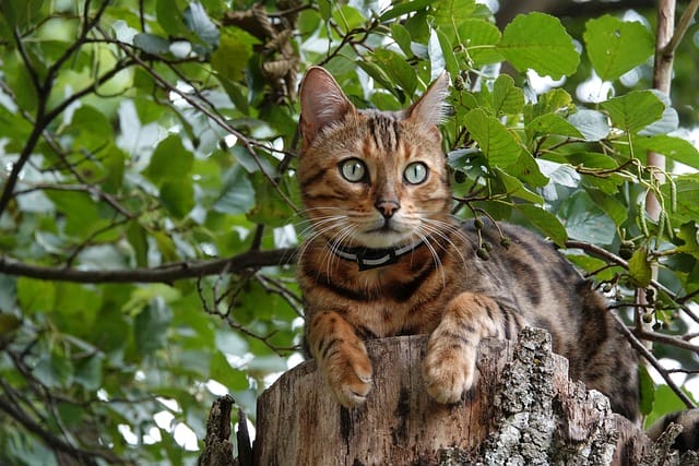 male-tree-cat-names