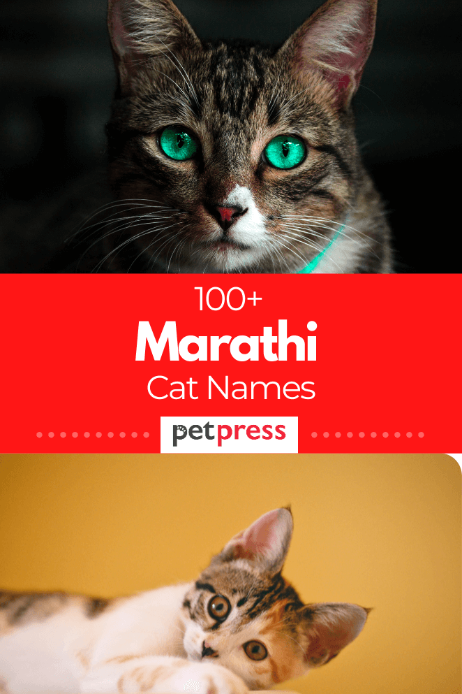 100 Unique Marathi Cat Names With Meanings 100-unique-marathi-cat-names-with-meanings